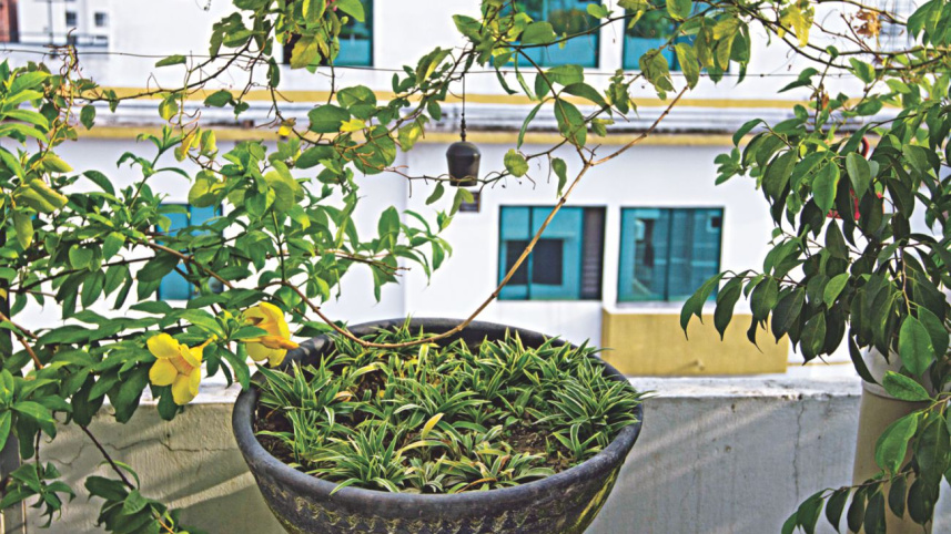 Hanging gardens 