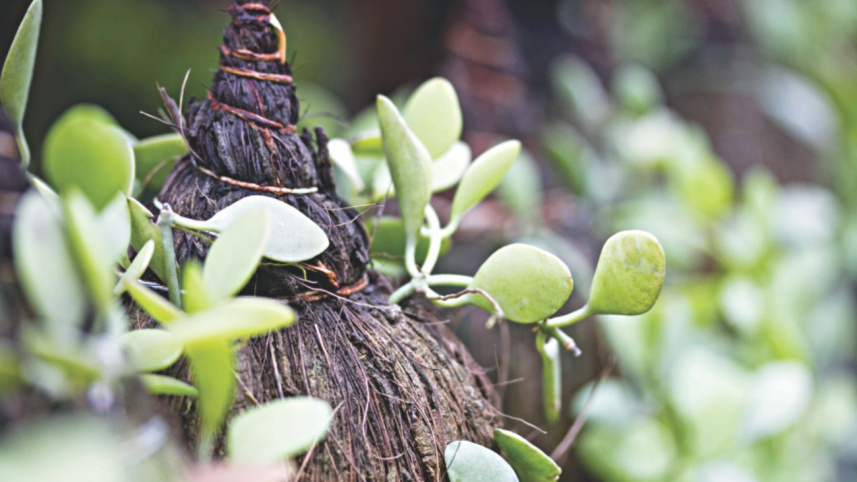 Hanging gardens 