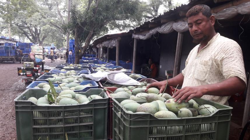 jhenidah-mango-growers.jpg