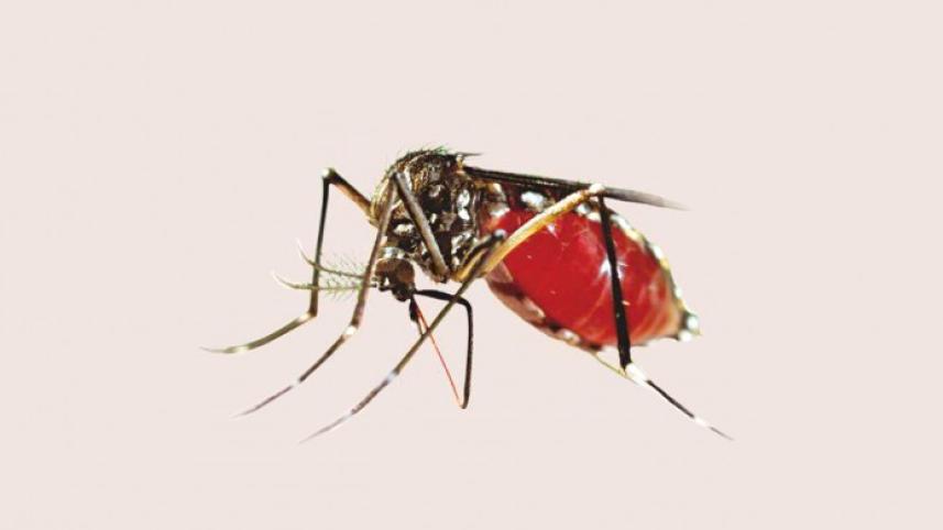 dengue_9.jpg