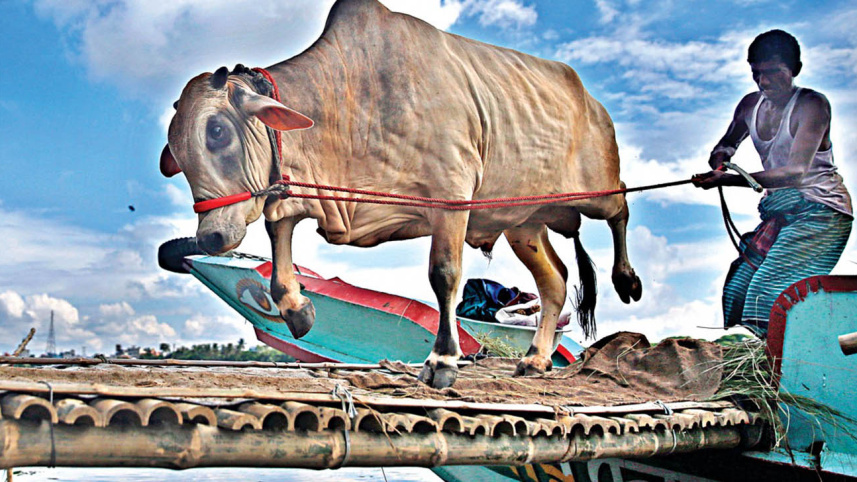 cattle-web.jpg