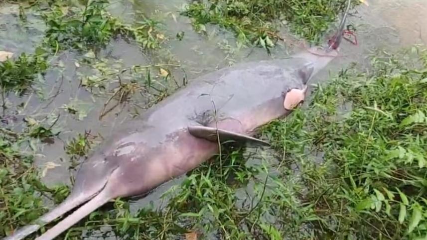 dolphin.jpg