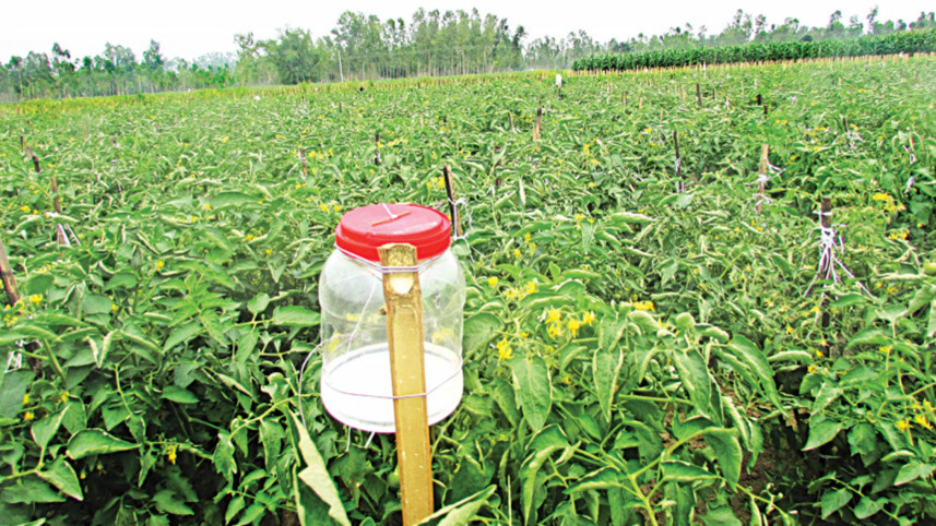 a-pheromone-trap-safe-food.jpg