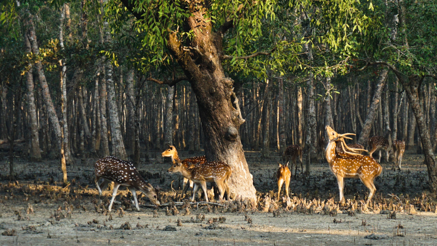 deer-3673017.jpg