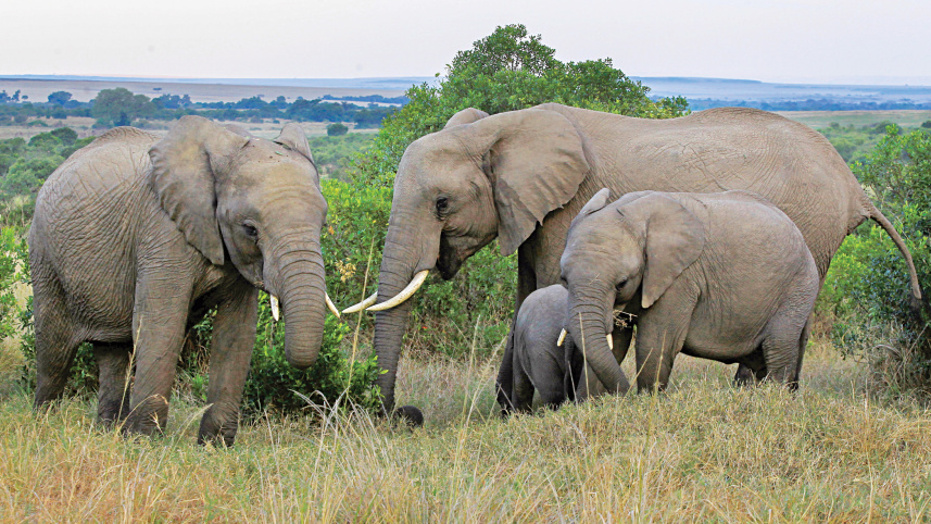 elephant.jpg
