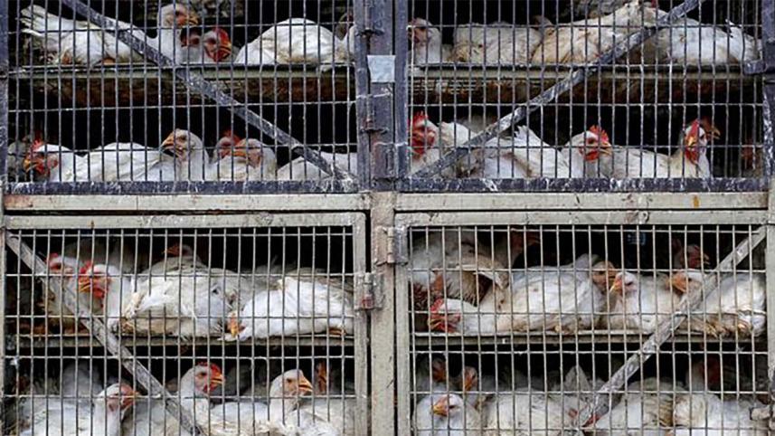 birdflu-web.jpg