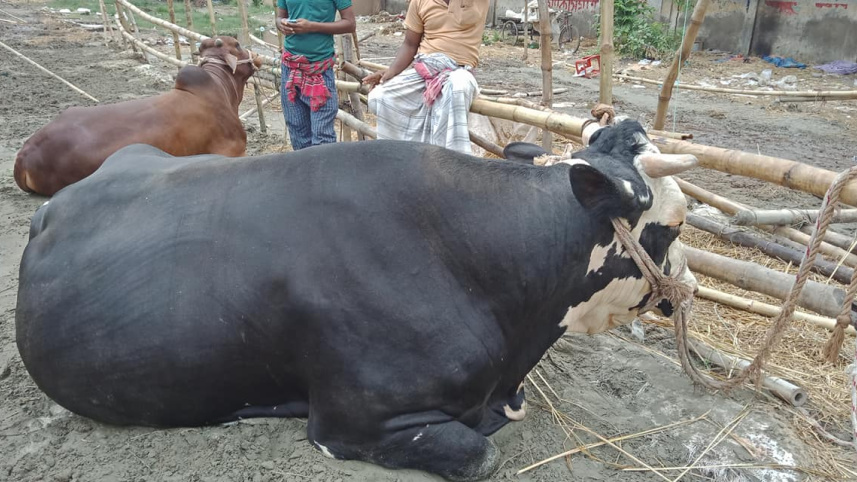 cattle3.jpg