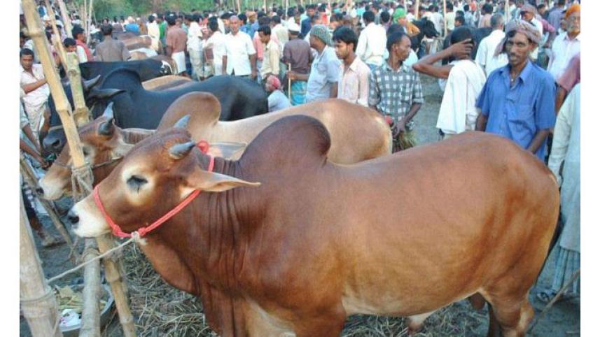 cattle-market.jpg