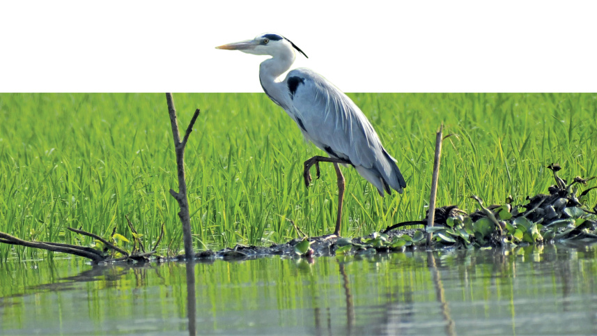 a-beel-for-birds10.jpg