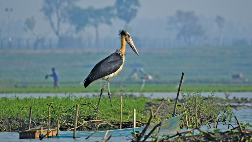 a-beel-for-birds11.jpg