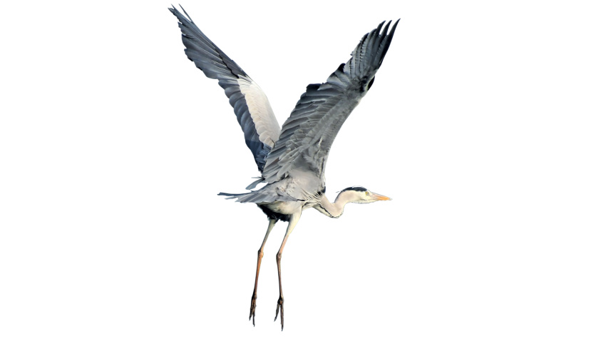 a-beel-for-birds12.jpg