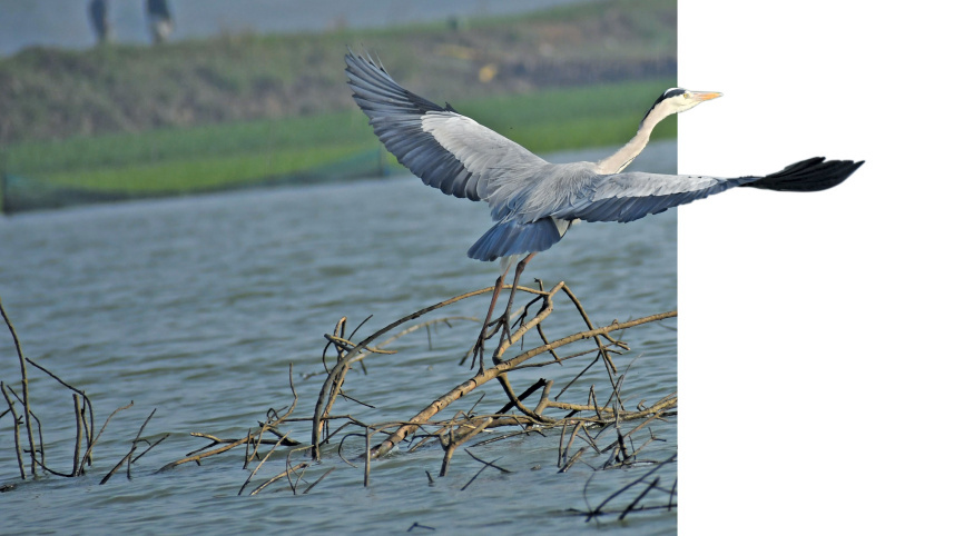 a-beel-for-birds13.jpg