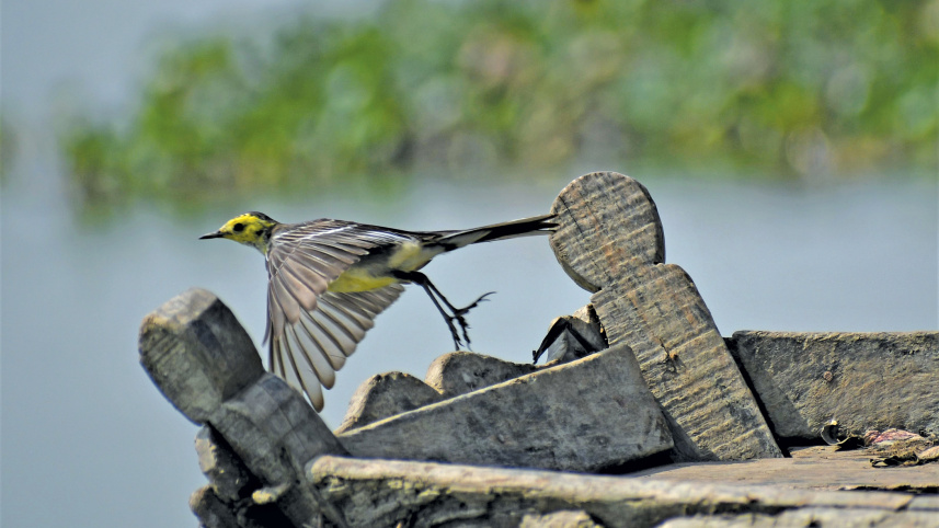 a-beel-for-birds14.jpg