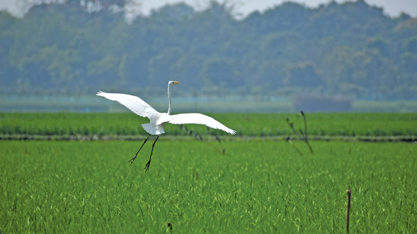 a-beel-for-birds3.jpg
