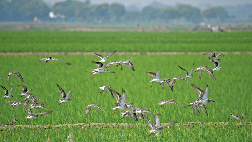 a-beel-for-birds4.jpg