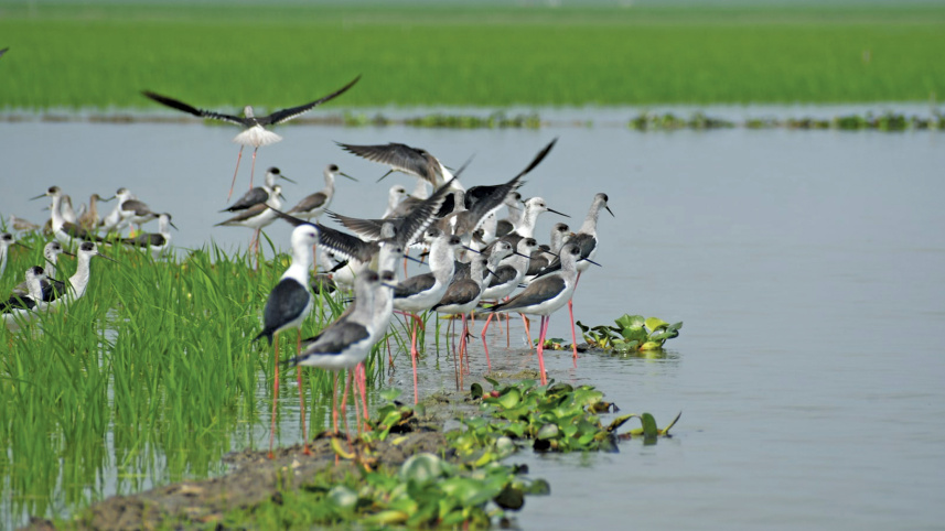 a-beel-for-birds5.jpg