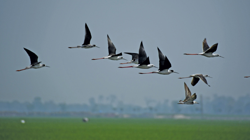 a-beel-for-birds6.jpg