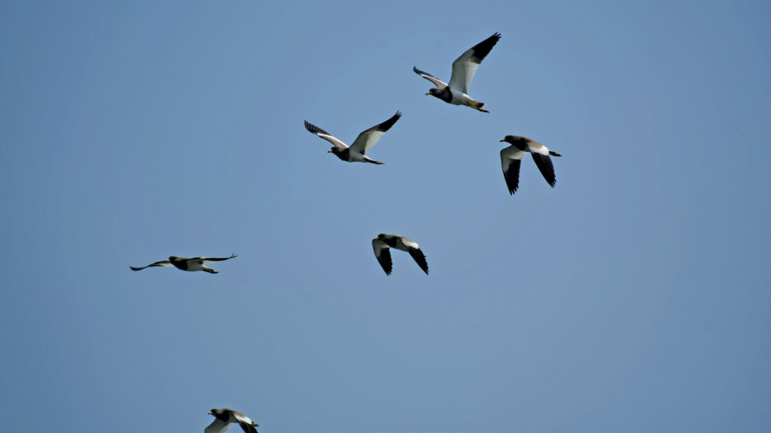 a-beel-for-birds7.jpg