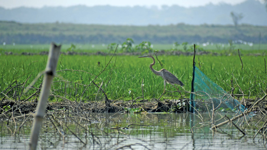 a-beel-for-birds8.jpg