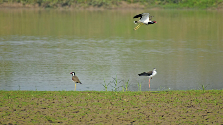 a-beel-for-birds9.jpg