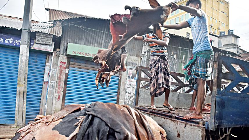 cattle-skins.jpg
