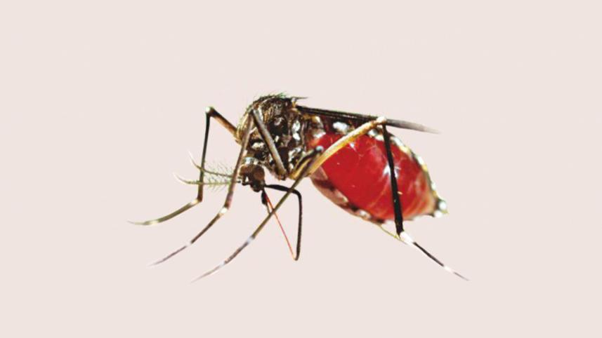 dengue_11.jpg