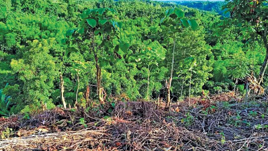 forests.jpg