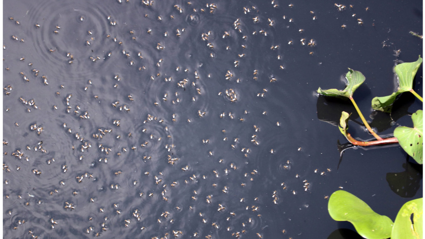 mosquito-menace-brahmanbaria-2.jpg