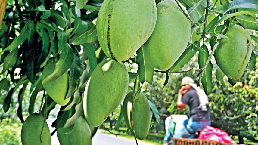 new-mango-varieties.jpg