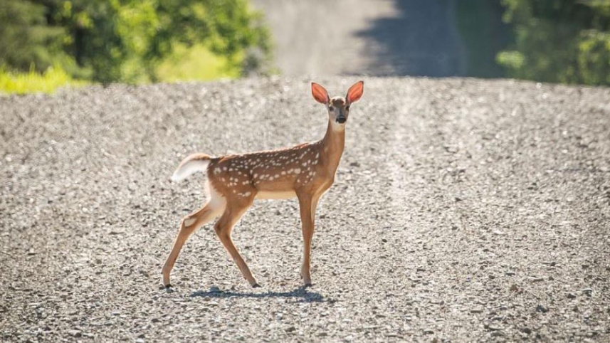 deer.jpg