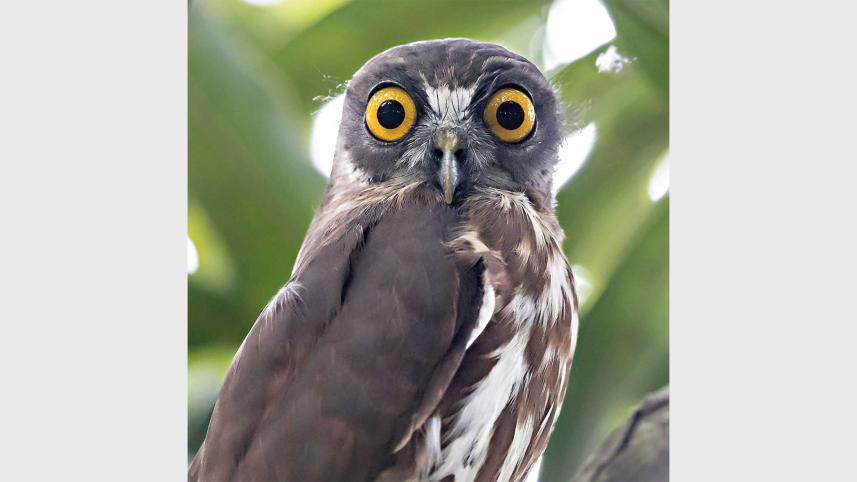 owl.jpg