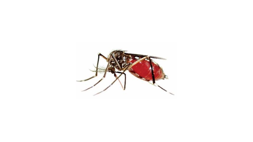 dengue-aedes.jpg