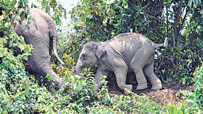 stop-elephant-poachers.jpg