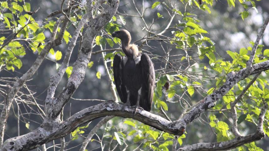 vanishing-vultures.jpg