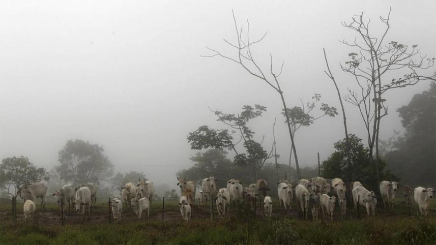 cattle-web.jpg