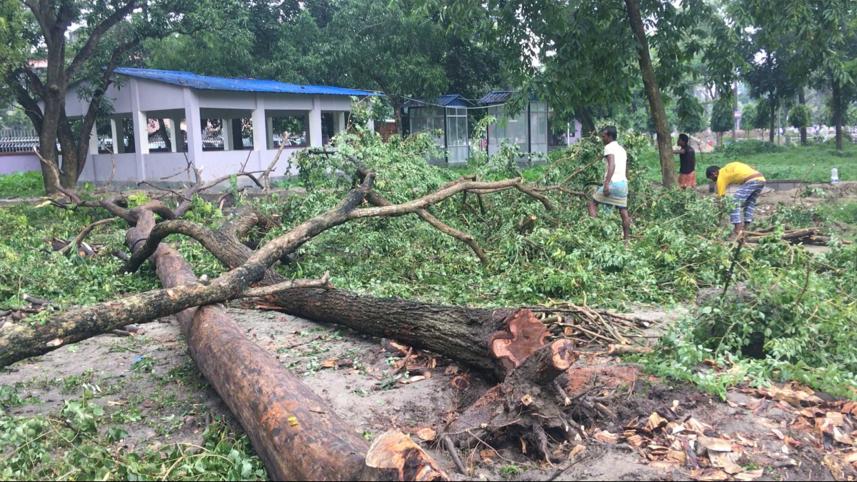 rmch-tree-felling-1.jpg