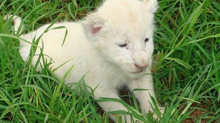 gazipur_lion_kids_file_pic_collected.jpg