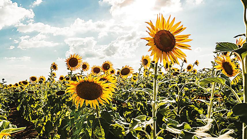 sunflowers.jpg