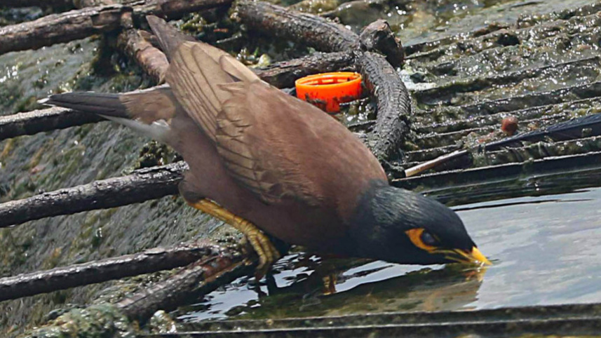 bird-heat.jpg