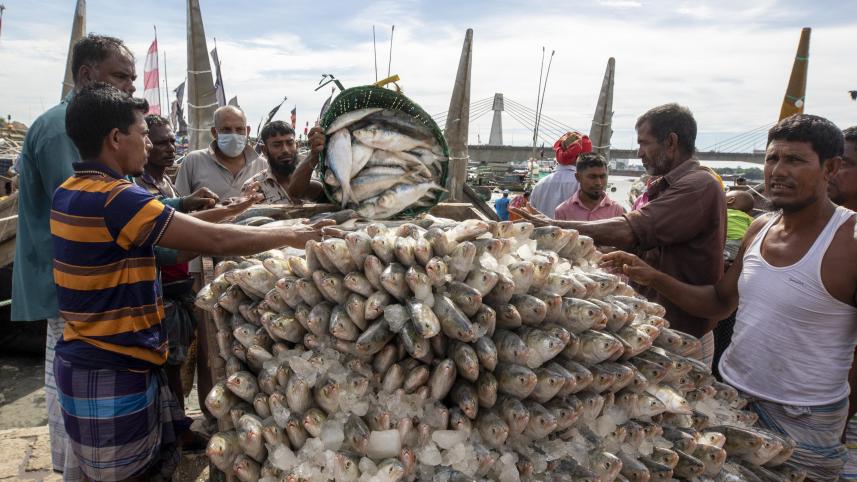 hilsa