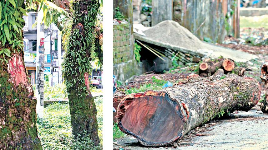 trees-fall-victim-scc.jpg