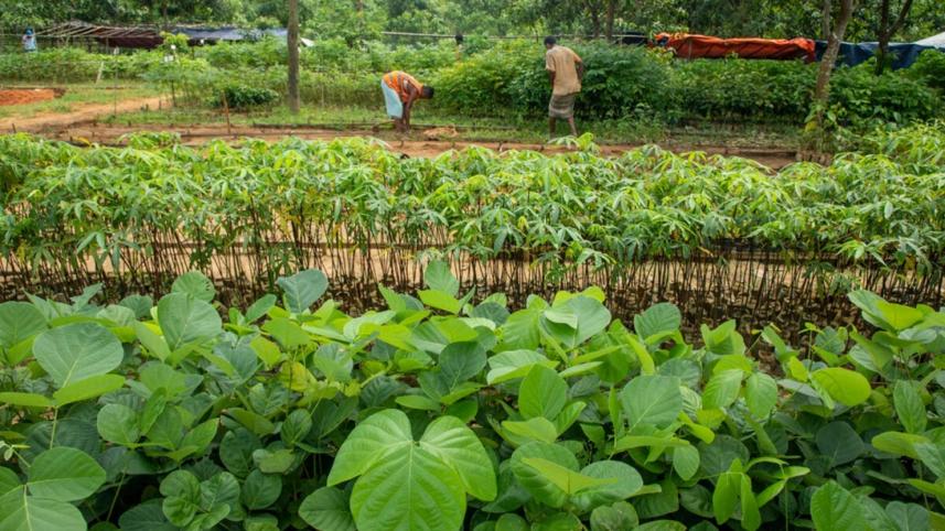 greener-bangladesh.jpg
