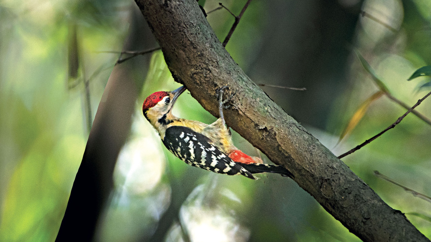 birds4.jpg
