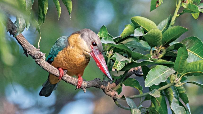 birds9.jpg