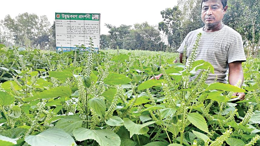 nilphamari.jpg