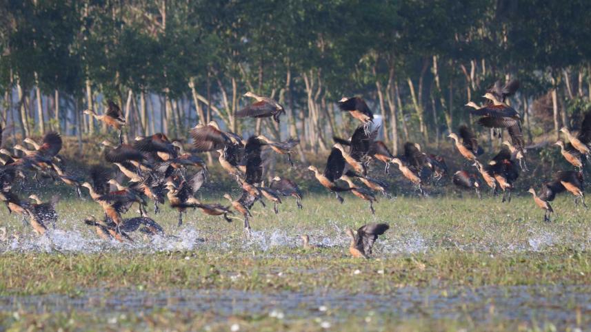 sherpur-bird.jpg