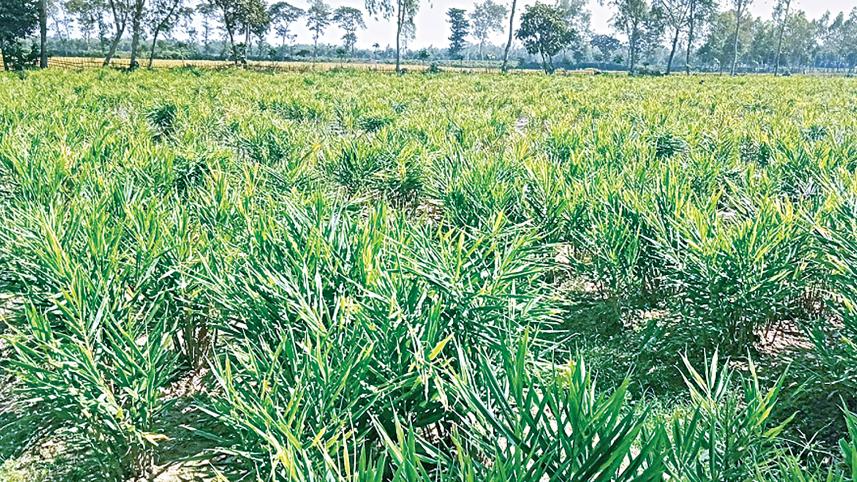 nilphamari_farmers_find_fortune.jpg