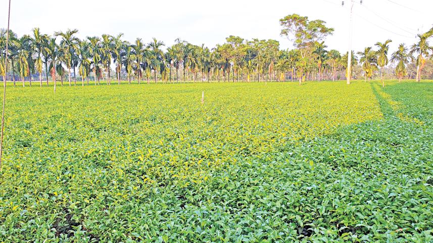 tea_garden.jpg