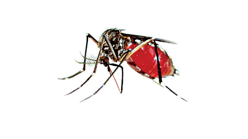 mosquito.jpg