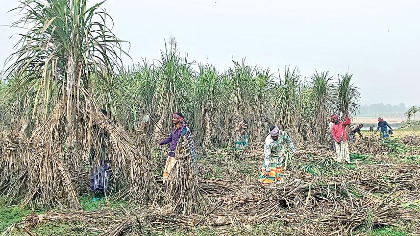 sugarcane-farmers.jpg